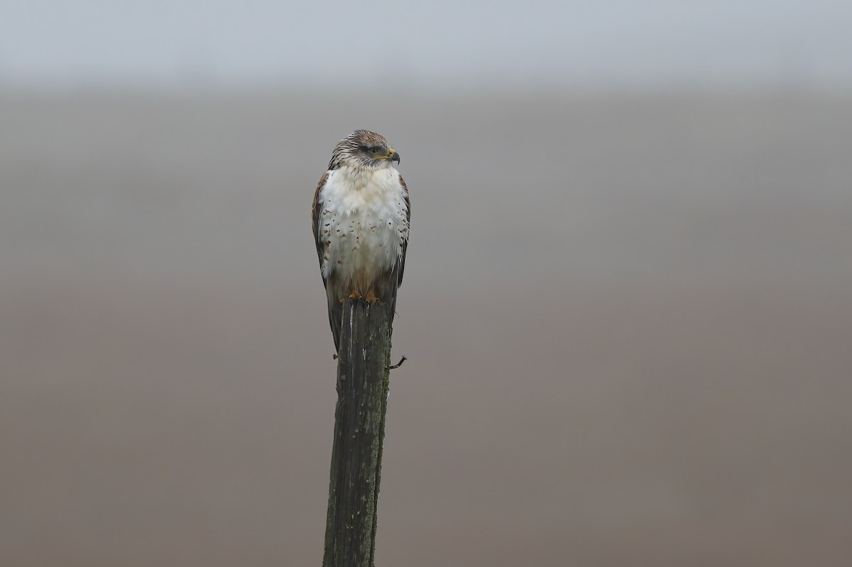 Ferruginous Hawk - ML646679050