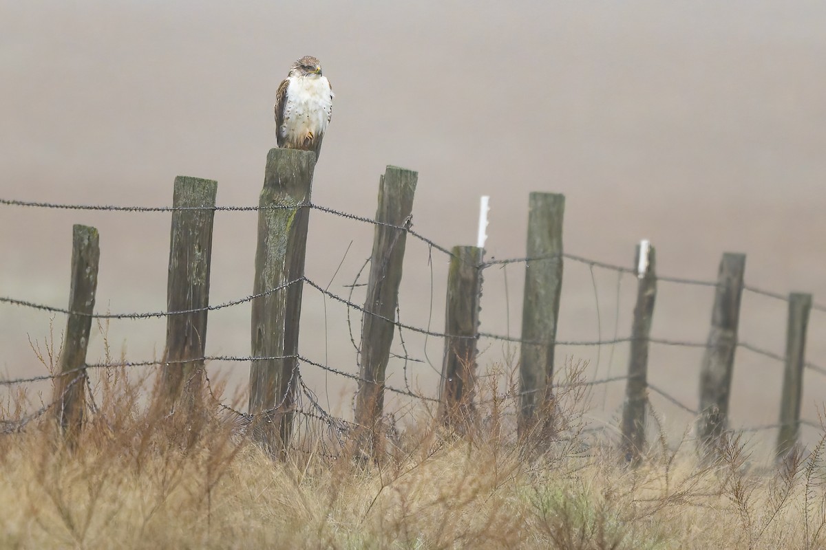 Ferruginous Hawk - ML646679051