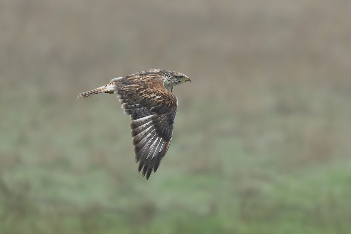 Ferruginous Hawk - ML646679052