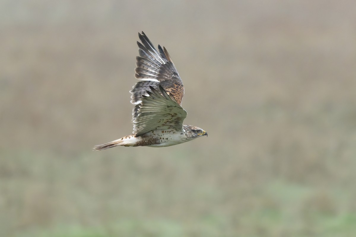Ferruginous Hawk - ML646679053