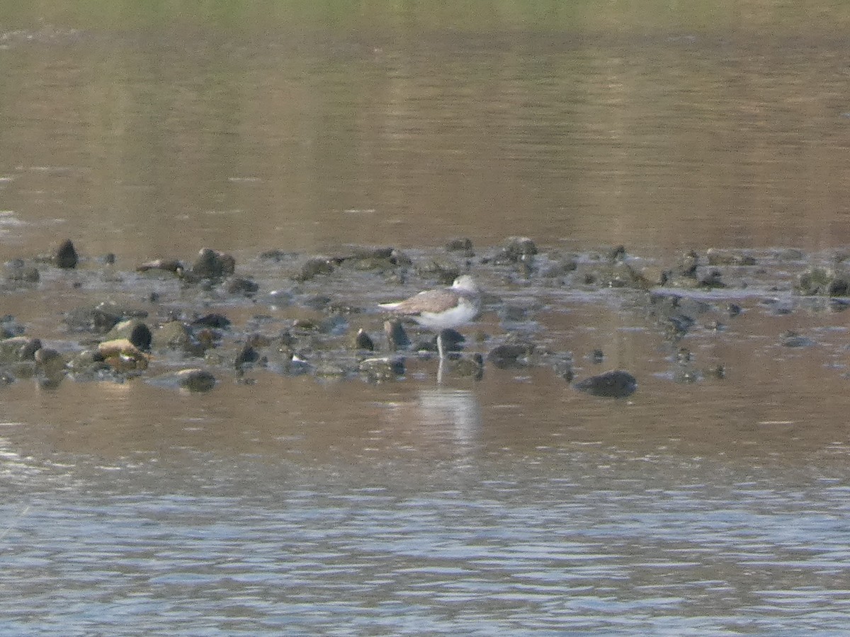 Kuliska zuria - ML646679055