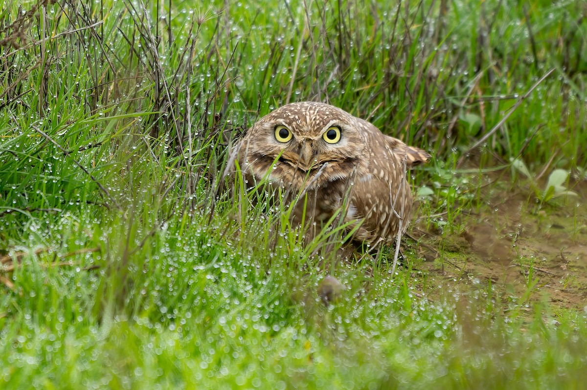Burrowing Owl - ML646679056