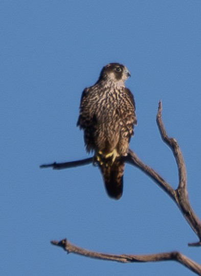 遊隼 - ML646679058