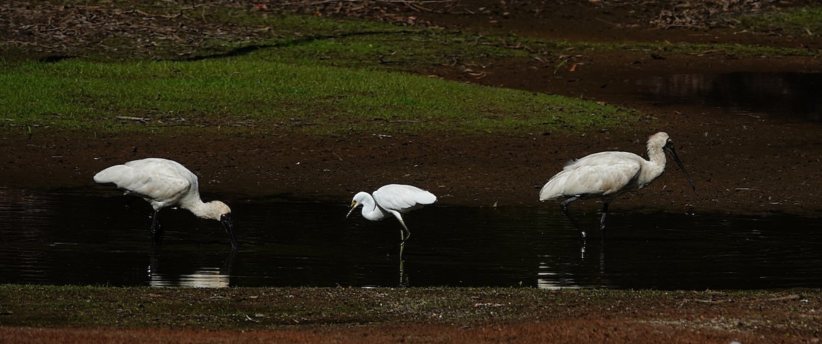 Mokozabal burubeltza - ML646679059