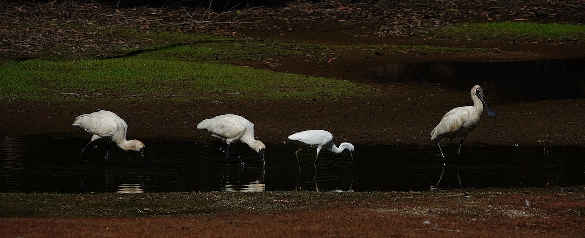 Mokozabal burubeltza - ML646679060