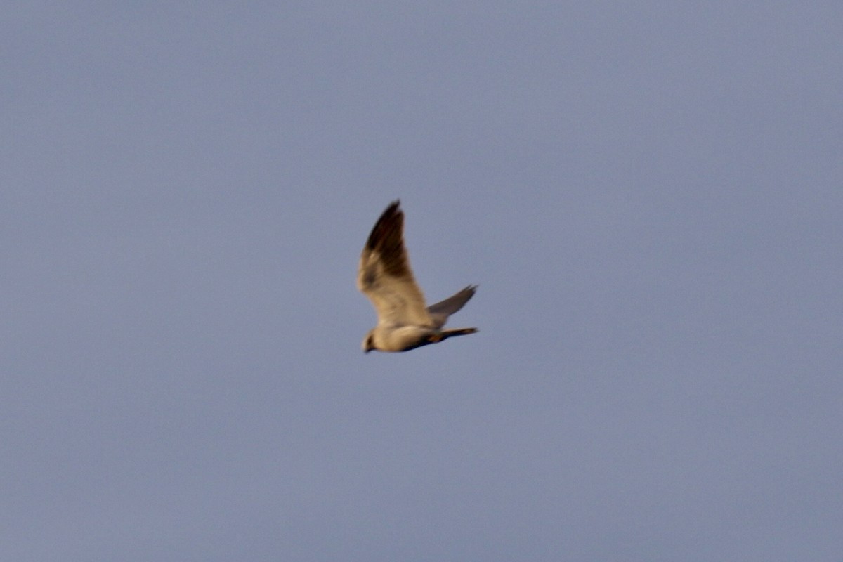 Elano urdina - ML646679061