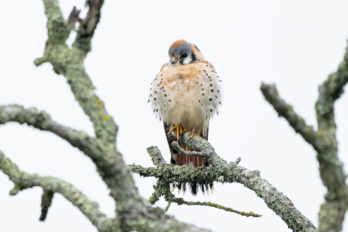 Belatz amerikarra - ML646679062