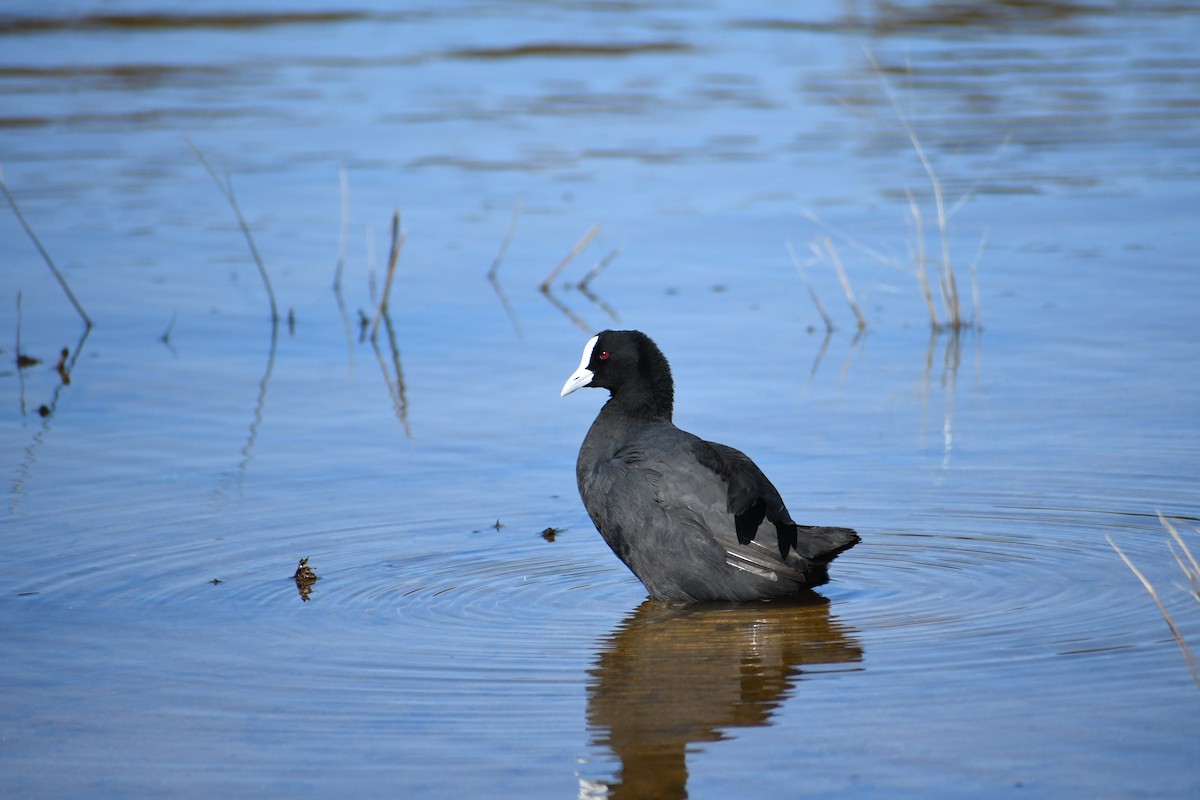 Eurasian Coot - ML646679063