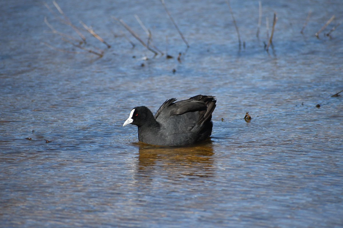 Eurasian Coot - ML646679064