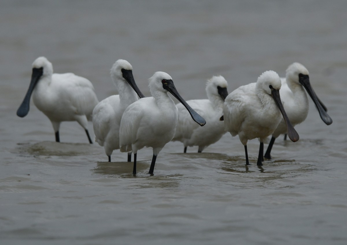 Black-faced Spoonbill - ML646679066