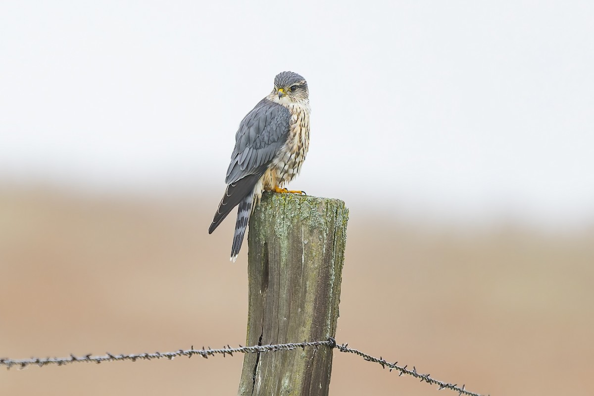 Belatz txikia - ML646679067