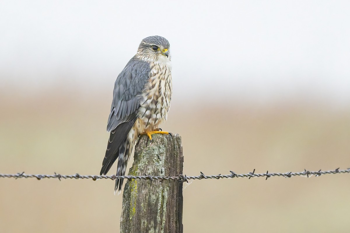 Belatz txikia - ML646679068