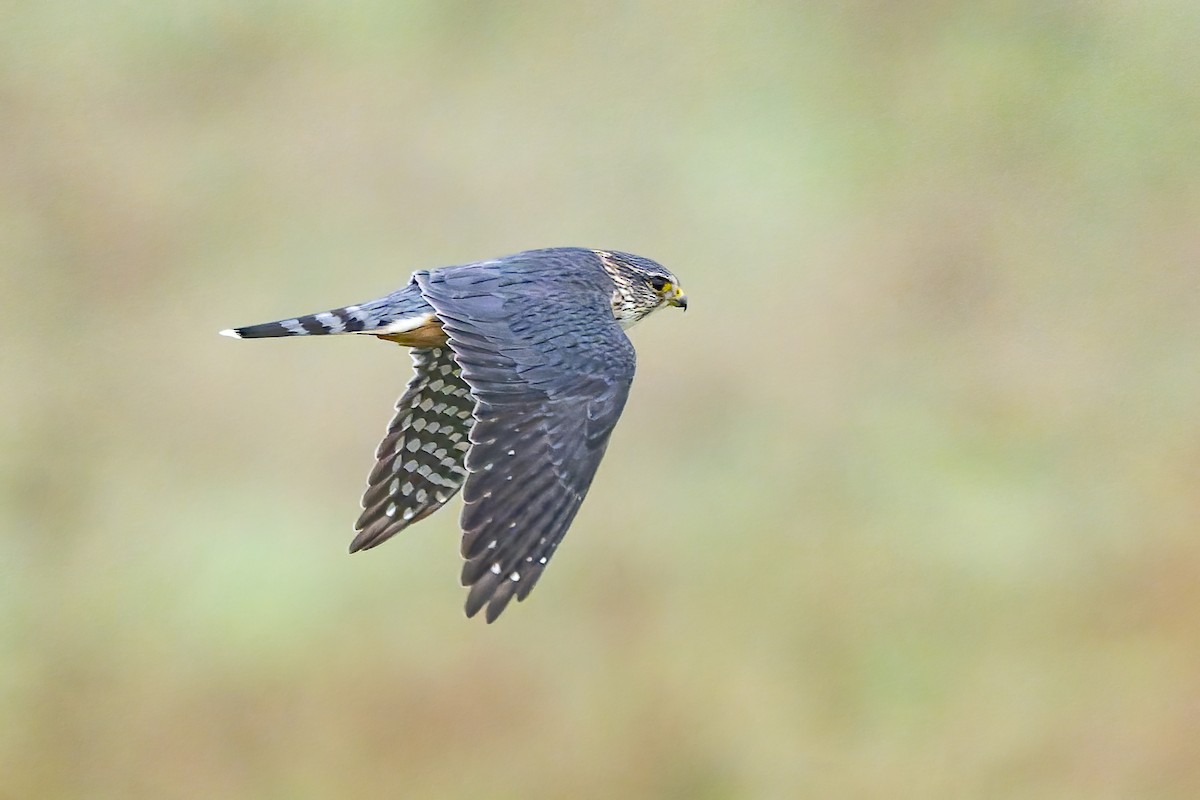 Belatz txikia - ML646679069