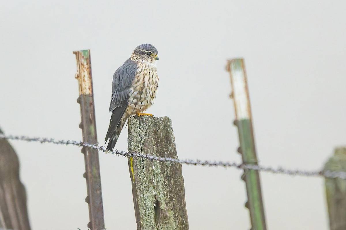 Belatz txikia - ML646679070