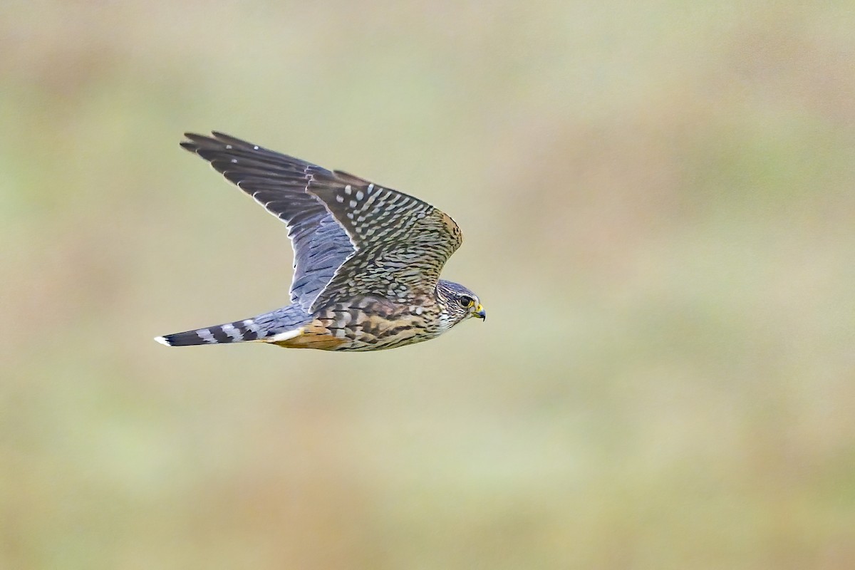 Belatz txikia - ML646679071