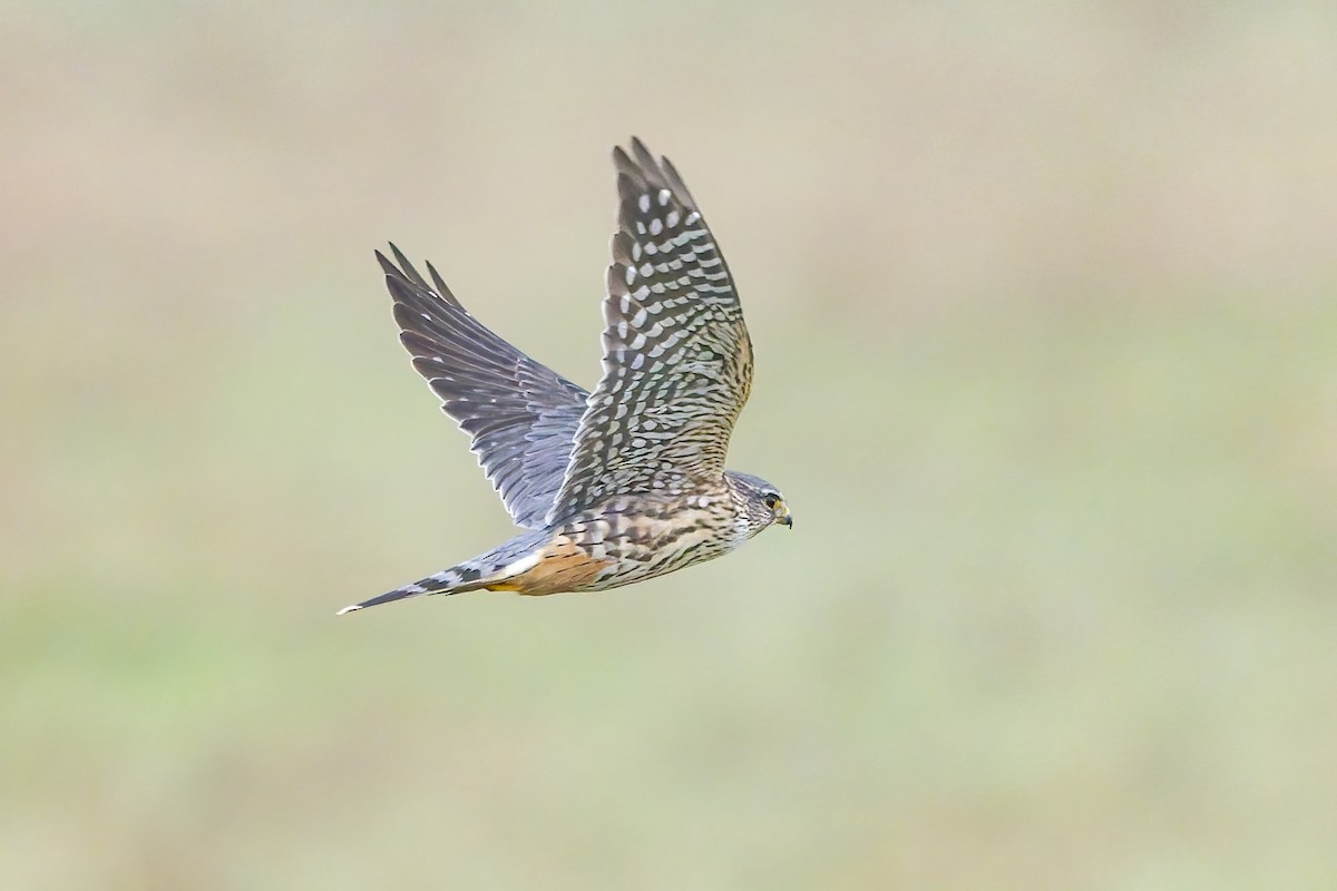 Belatz txikia - ML646679072