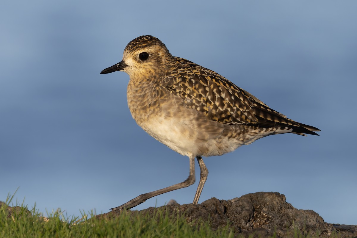 Urre-txirri siberiarra - ML646679074