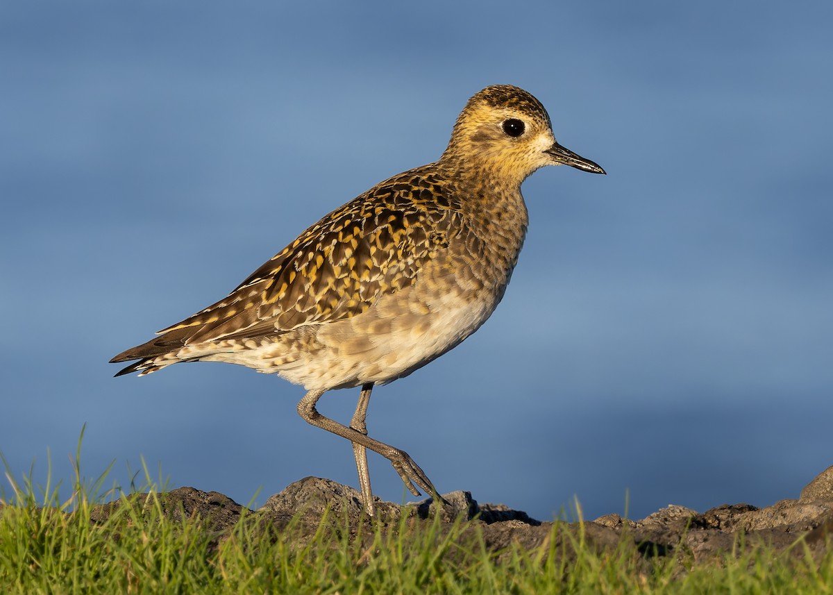 Urre-txirri siberiarra - ML646679075