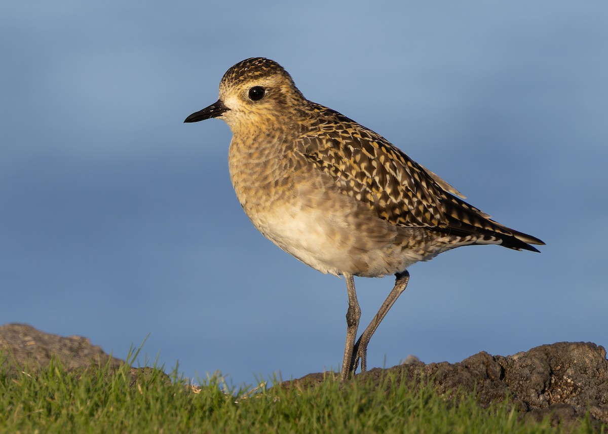 Urre-txirri siberiarra - ML646679076