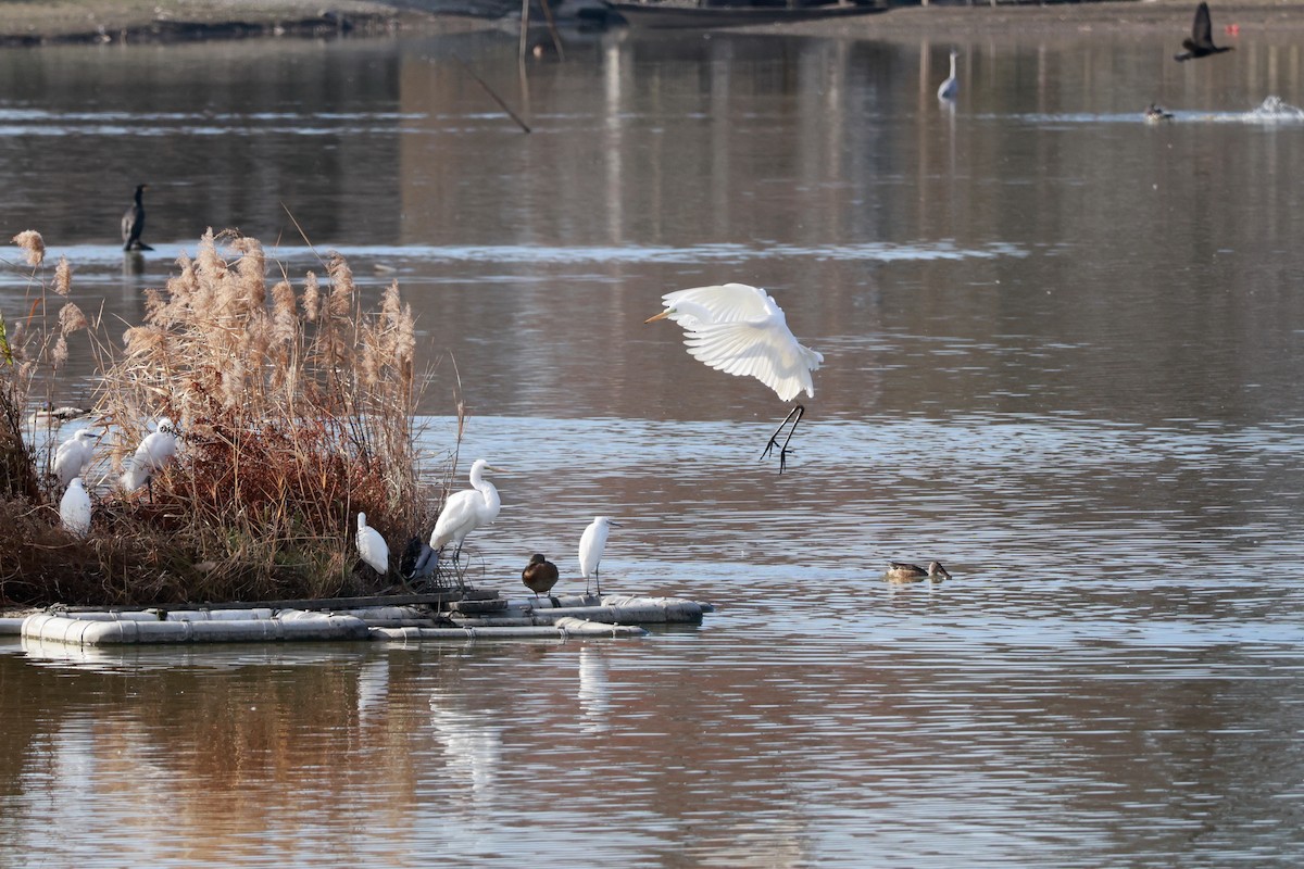 Great Egret - ML646679077