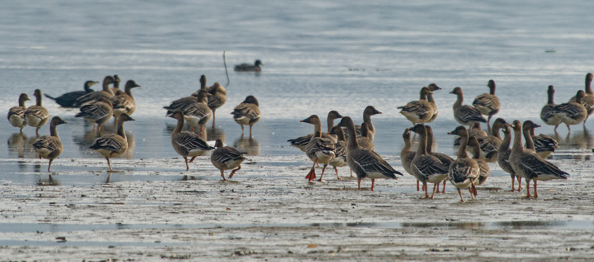 אווז אחו טונדרה - ML646679078