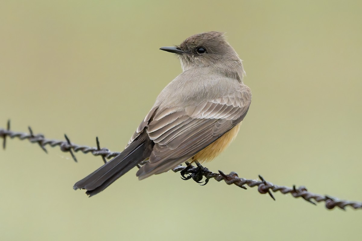 Say's Phoebe - ML646679079