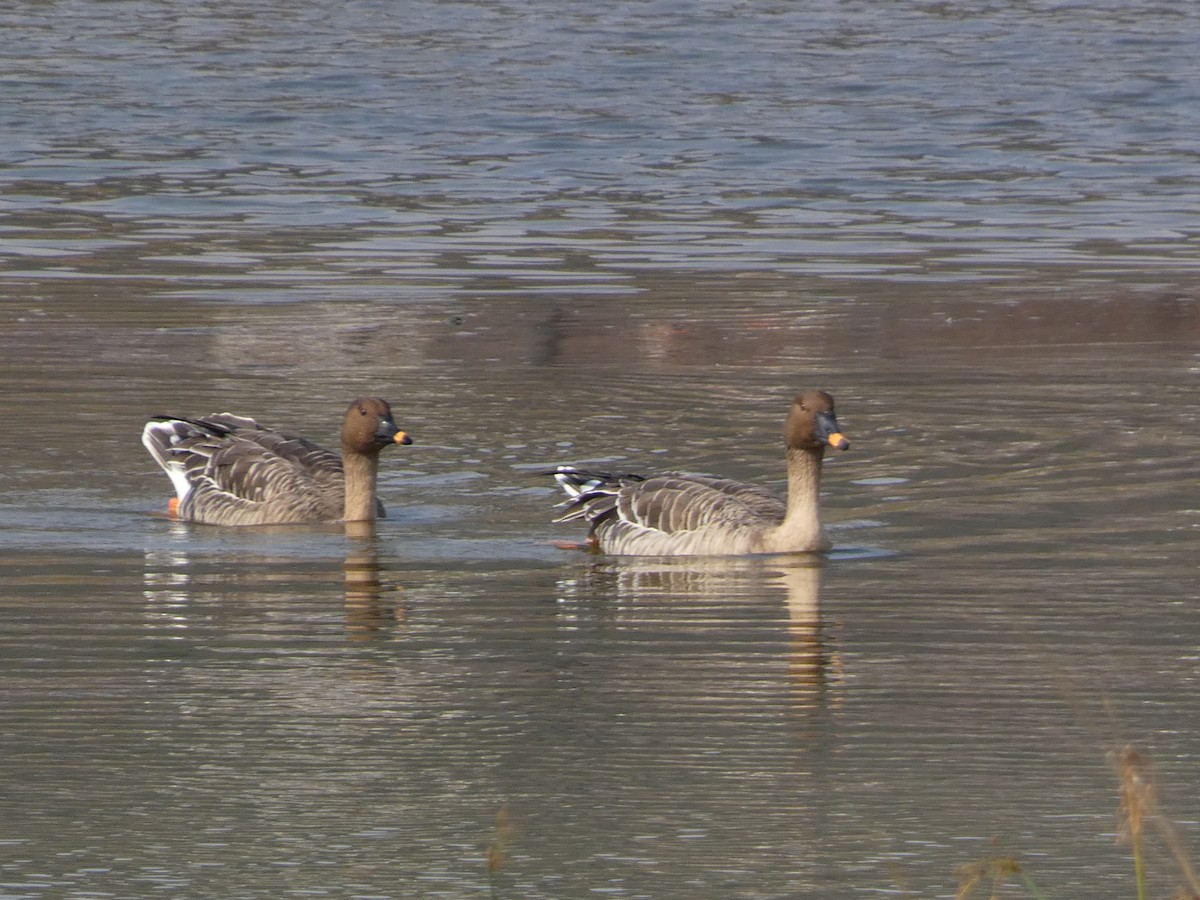 Tundrako antzara hankahoria - ML646679080