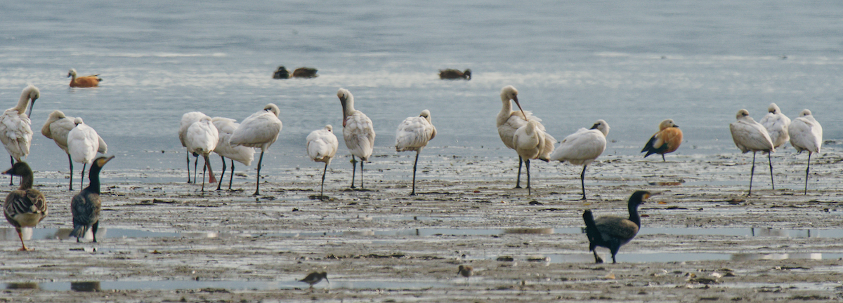 כפן - ML646679081