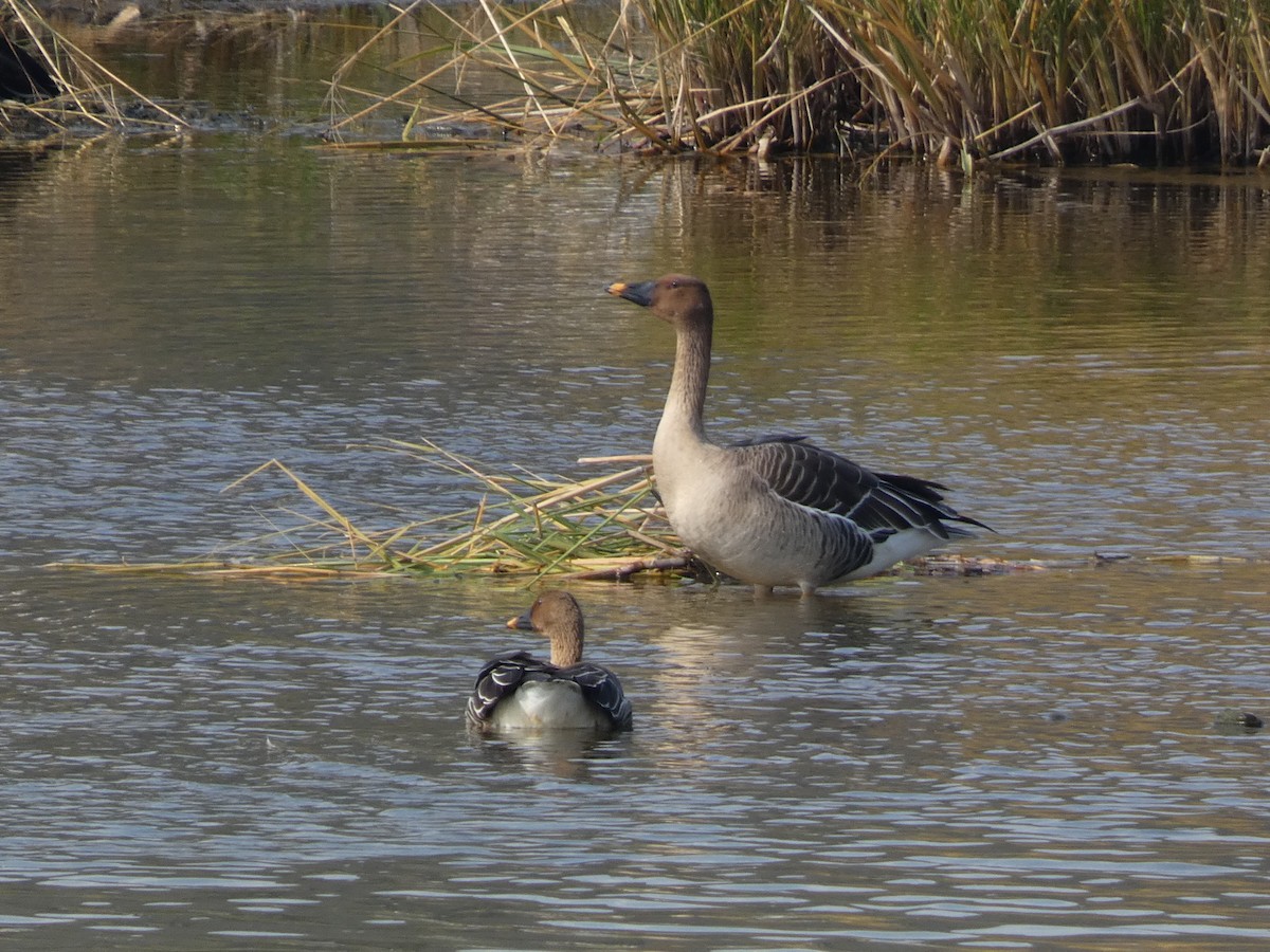 Tundrako antzara hankahoria - ML646679083
