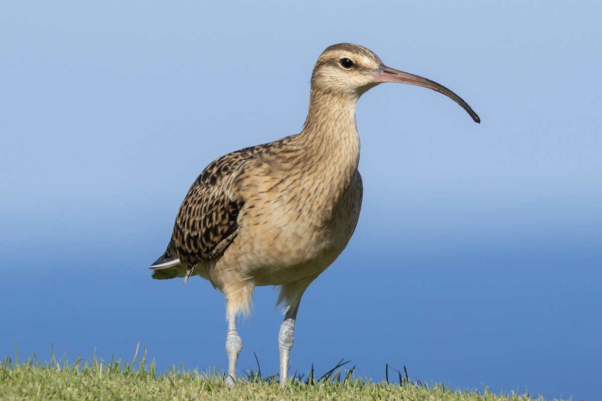 Kurlinta polinesiarra - ML646679084