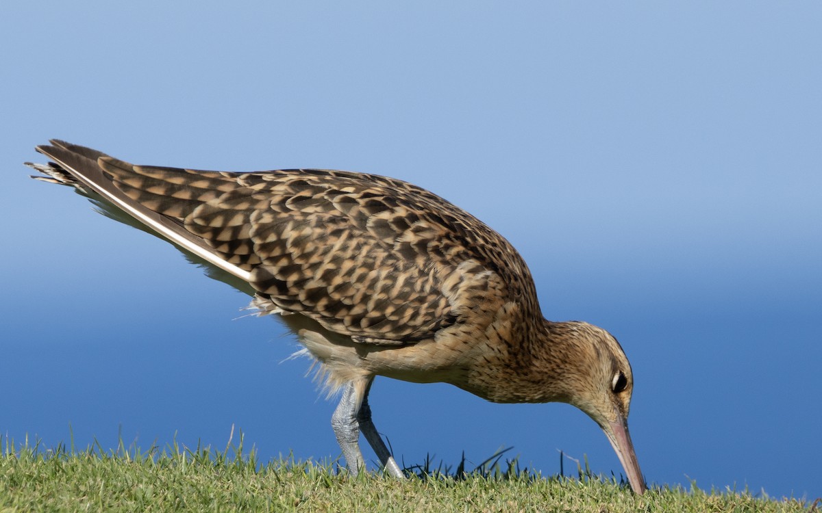 Kurlinta polinesiarra - ML646679085