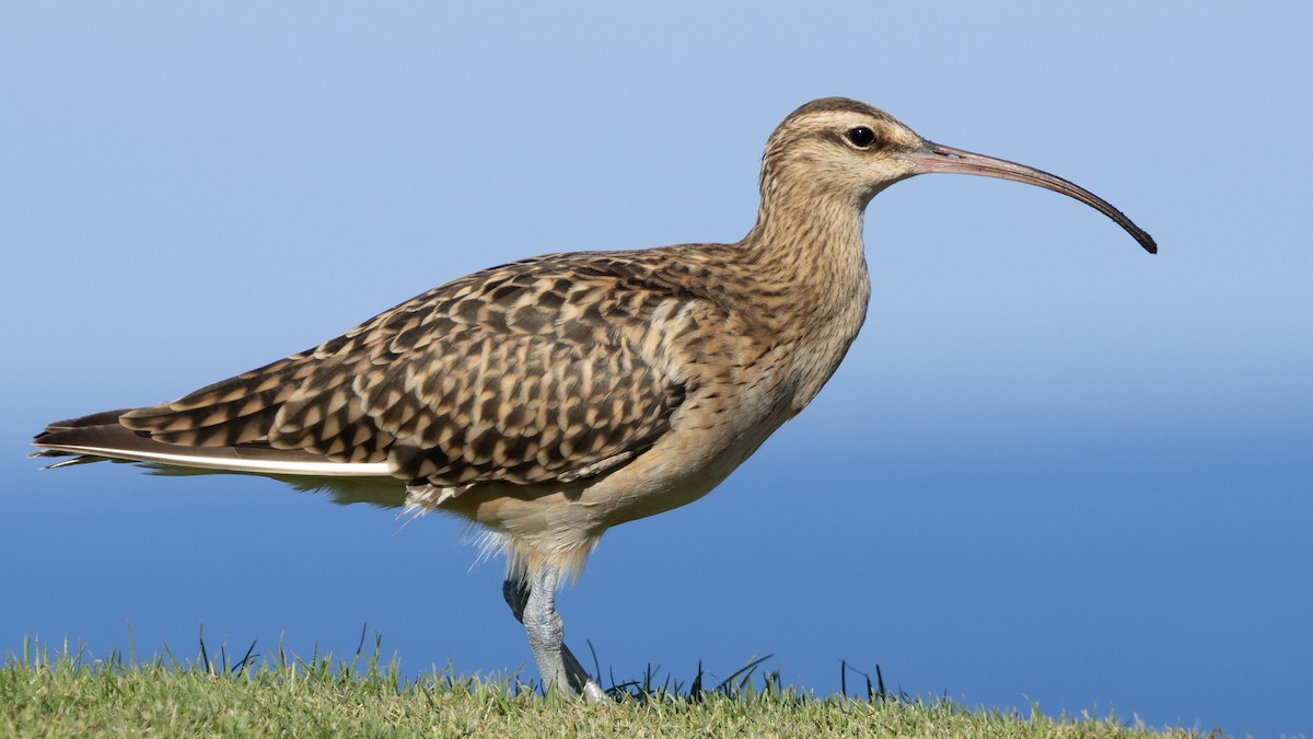 Kurlinta polinesiarra - ML646679086