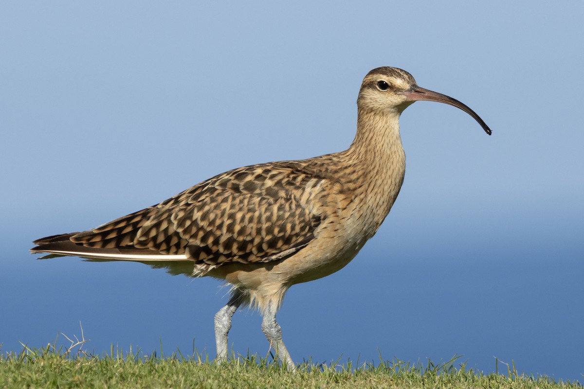 Kurlinta polinesiarra - ML646679087