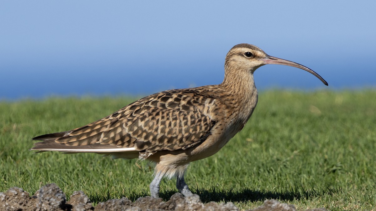 Kurlinta polinesiarra - ML646679088