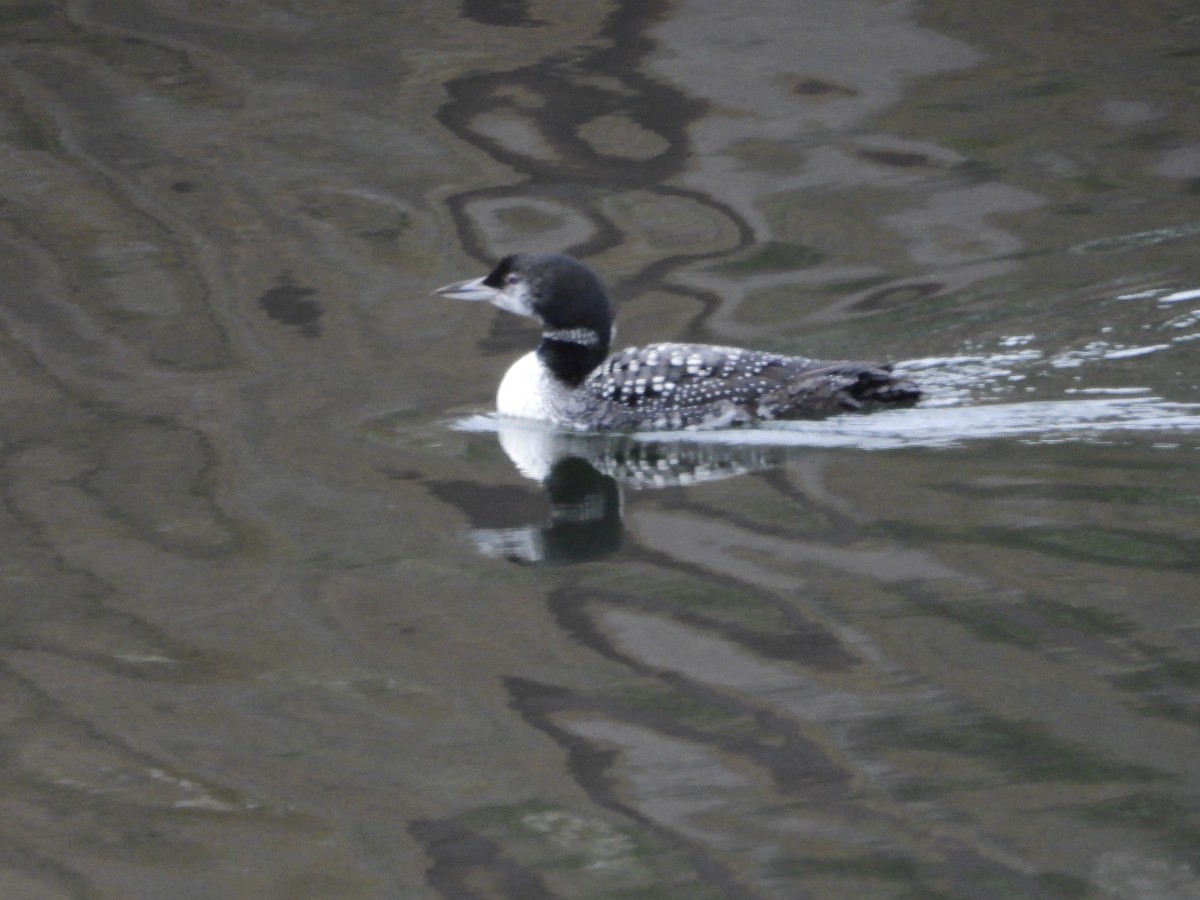 Aliota handia - ML646679089