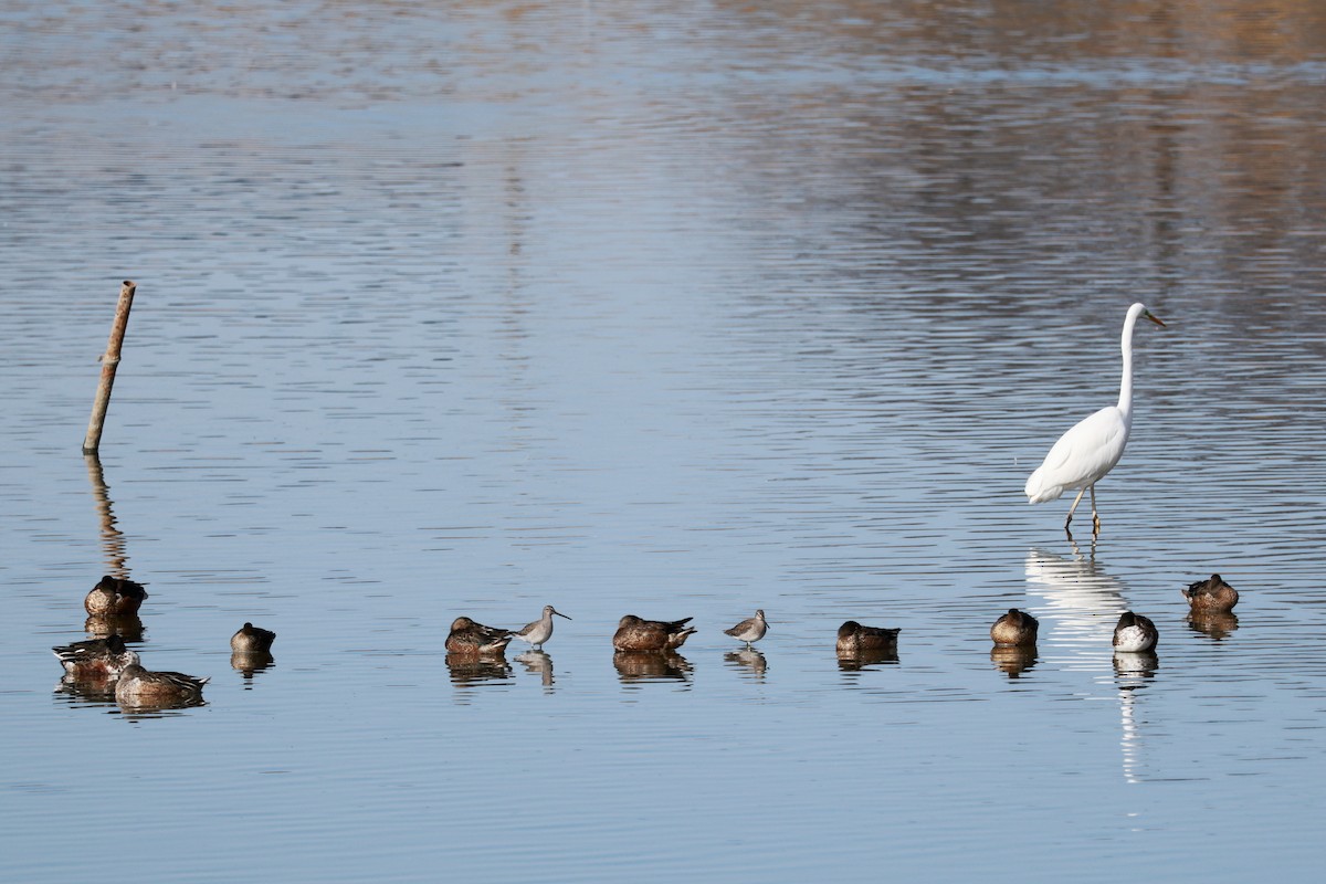 Long-billed Dowitcher - ML646679091
