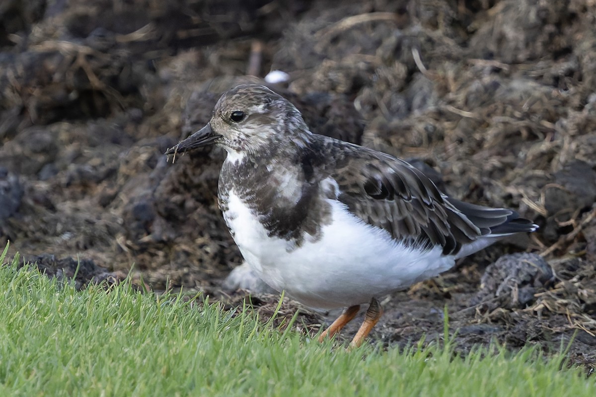 Harri-iraulari arrunta - ML646679092