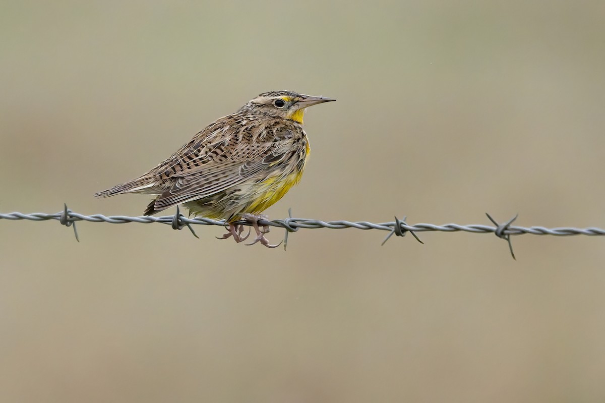 Western Meadowlark - ML646679093