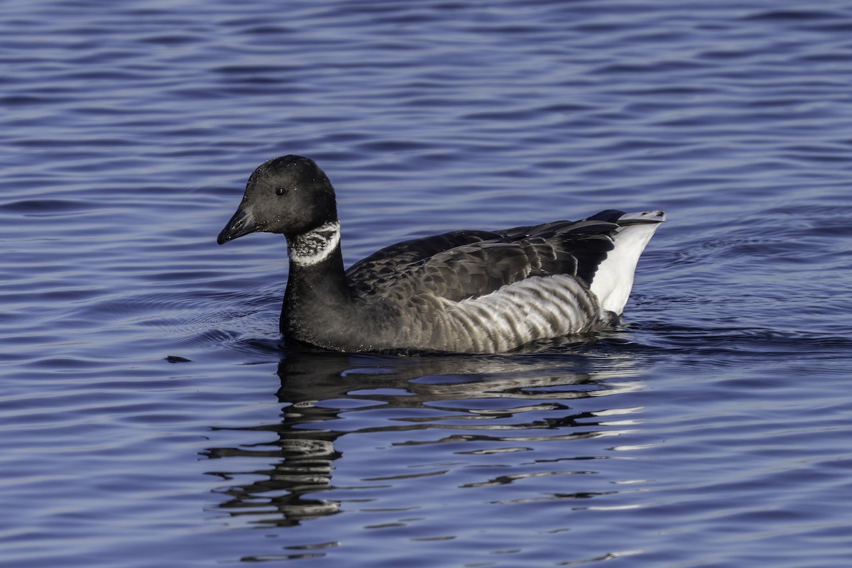 Brant - ML646679096