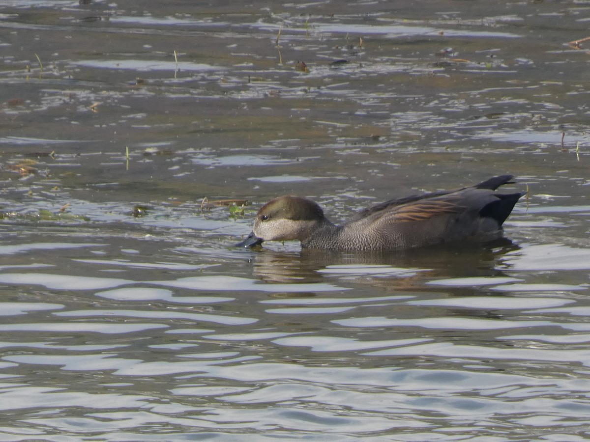 Gadwall - ML646679097