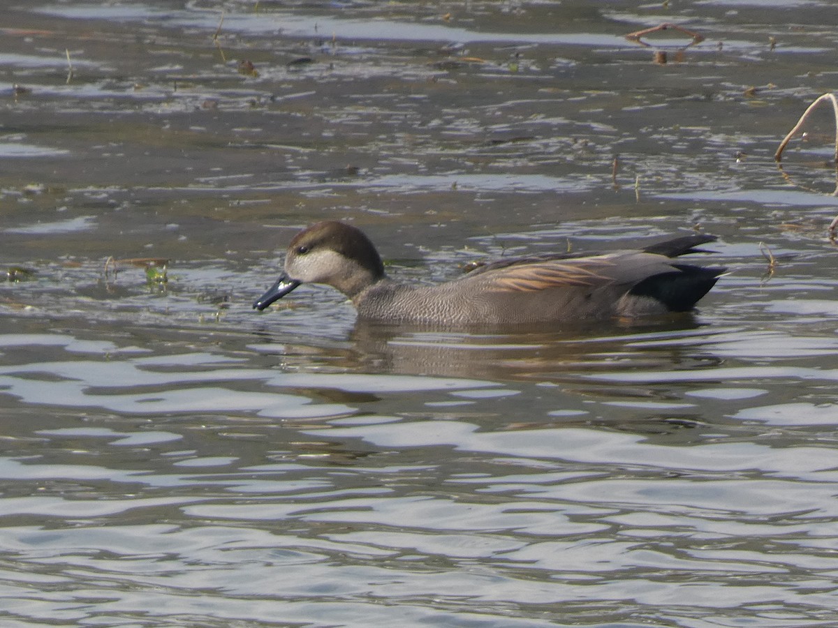 Gadwall - ML646679098