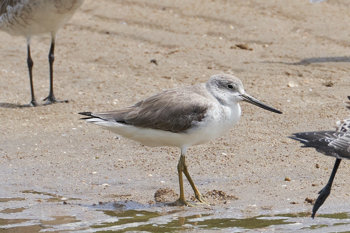 Nordmann's Greenshank - ML646679099