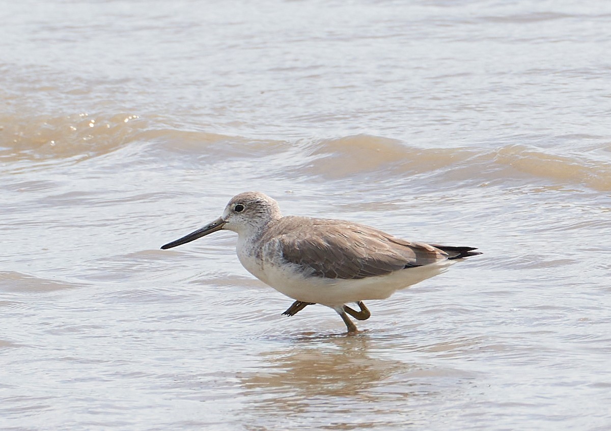 Nordmann's Greenshank - ML646679100