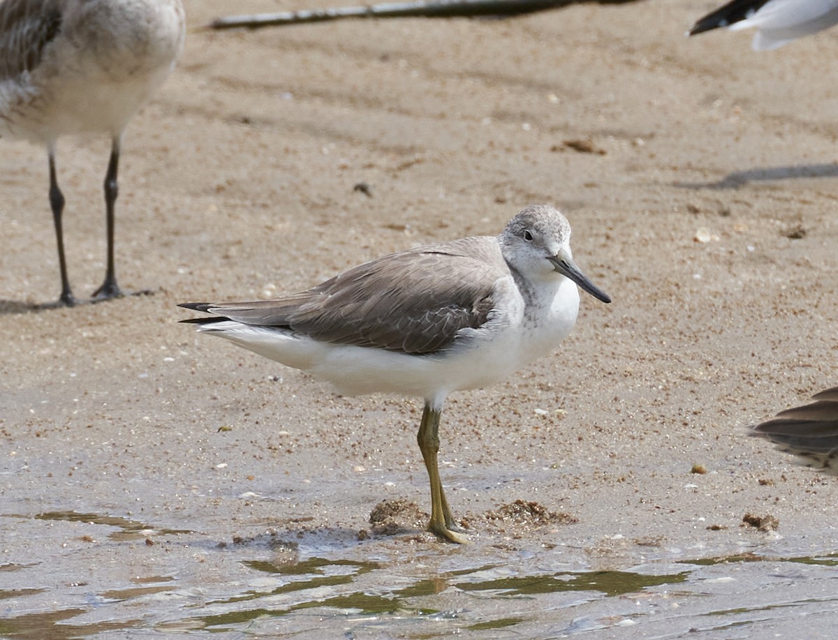 Nordmann's Greenshank - ML646679101