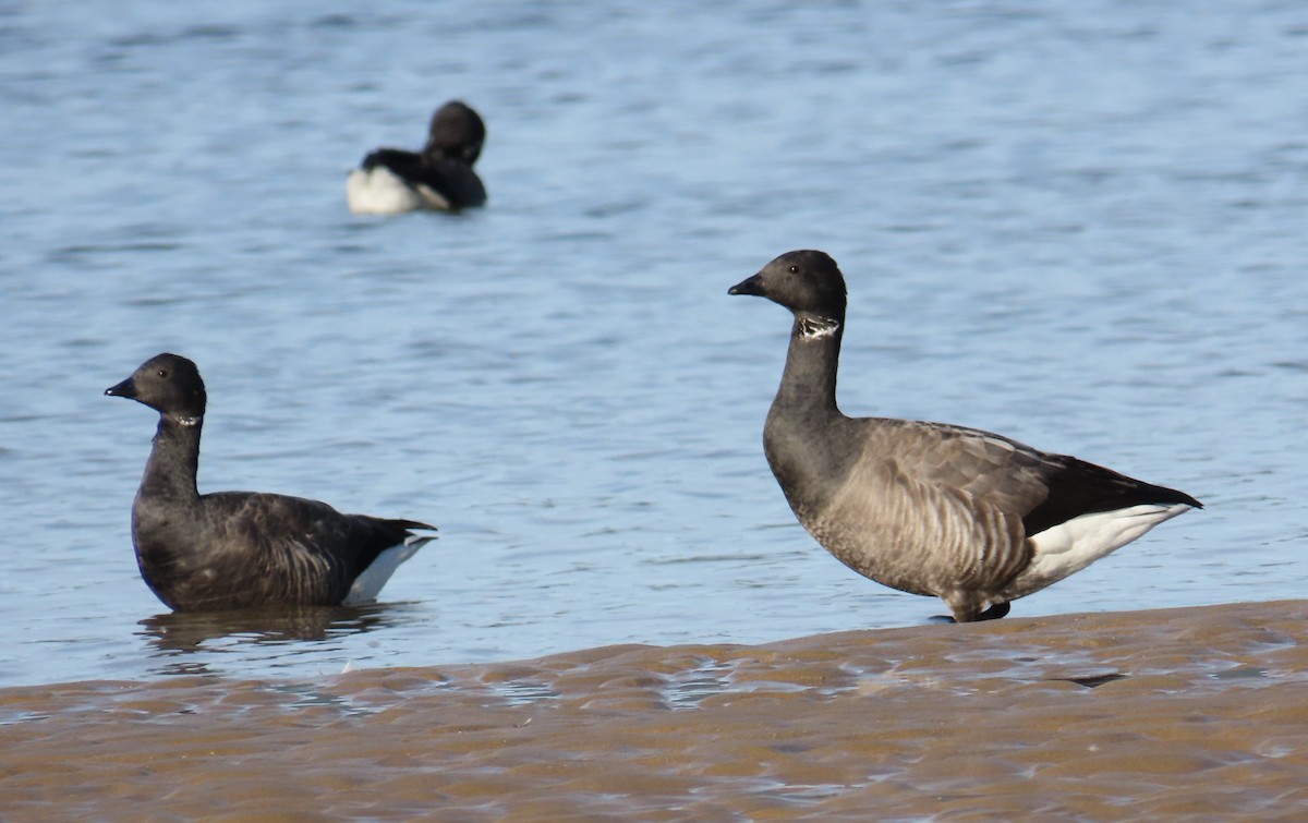 Brant - ML646679102