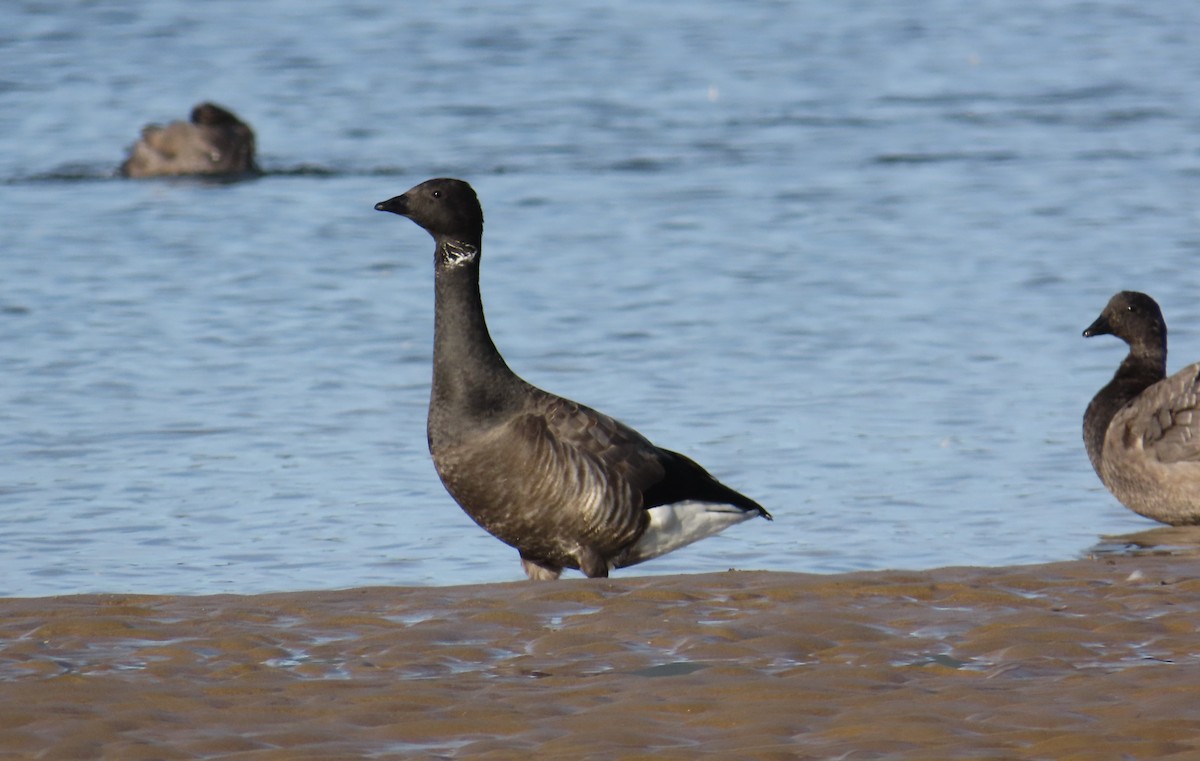 Brant - ML646679103