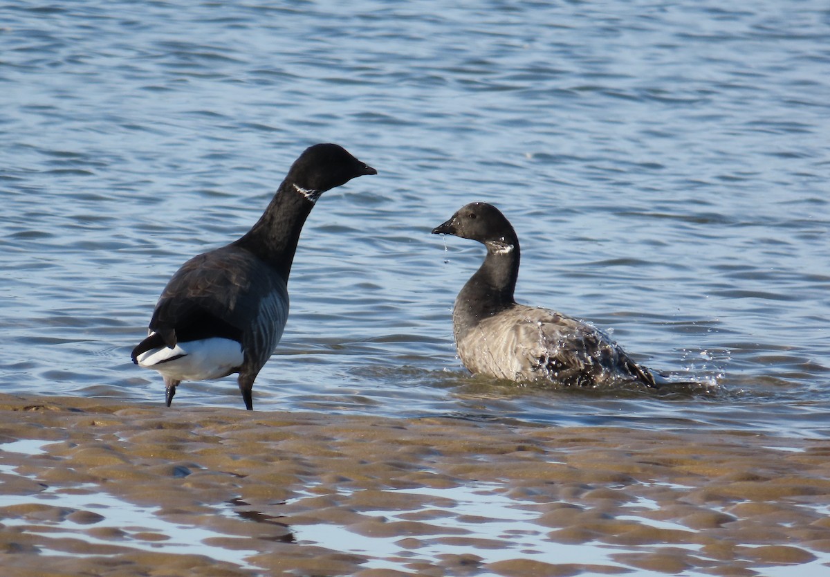 Brant - ML646679104