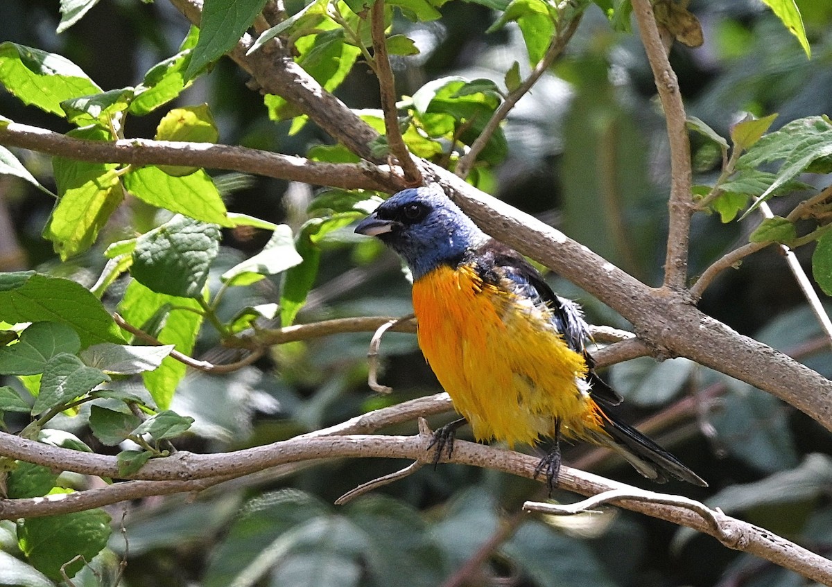 Blue-and-yellow Tanager - ML646679106
