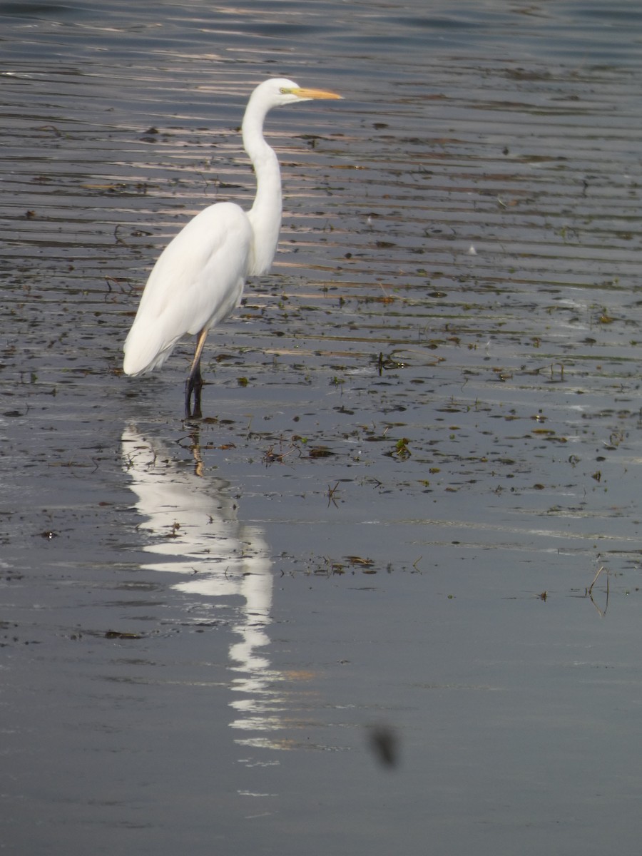 Great Egret - ML646679107