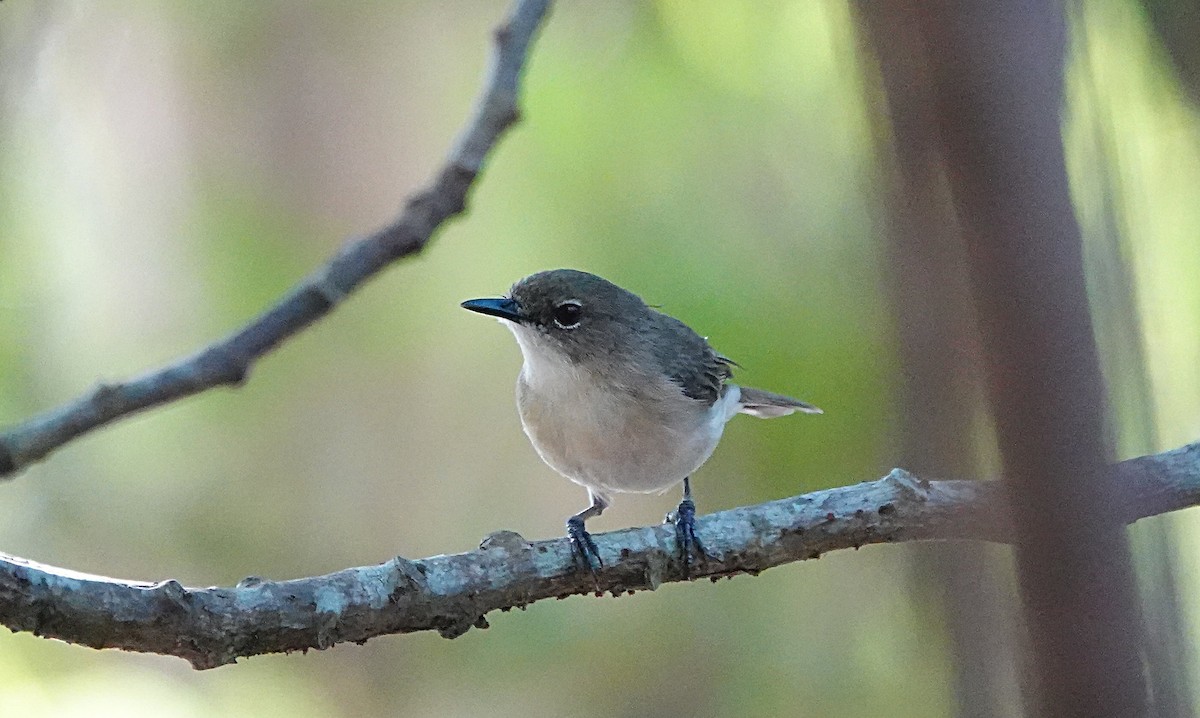 Large-billed Gerygone - ML646679108